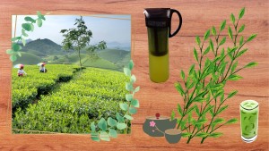 暑い夏のテレワークにおすすめ！【HARIO水出し珈琲ポット】で作る、おいしい緑茶（冷茶）の画像